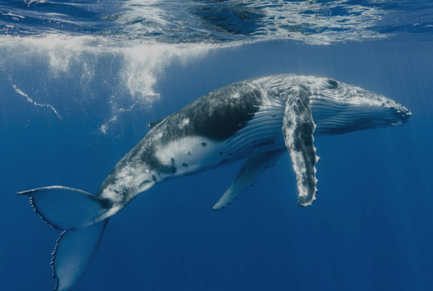 Chant De Baleine à Bosse : L’étude Prouvant La Transmission D’une Région à L’autre