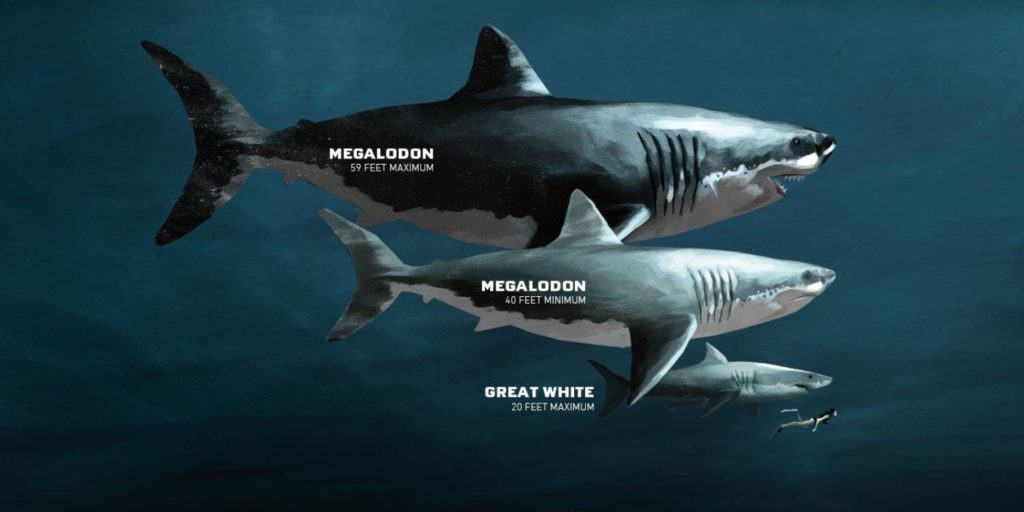 Reconstitution 3D Mégalodon, Le Plus Grand Requin Du Monde