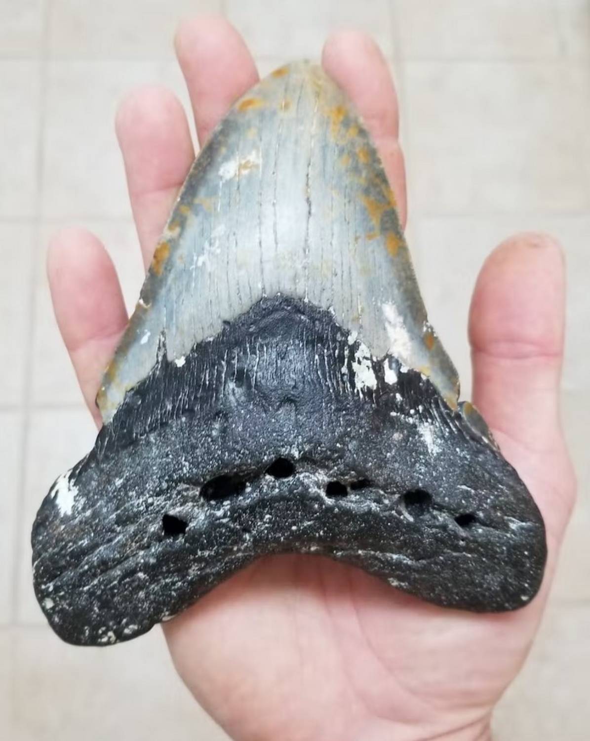 Dent de mégalodon trouvée sur la côte de Caroline du Nord