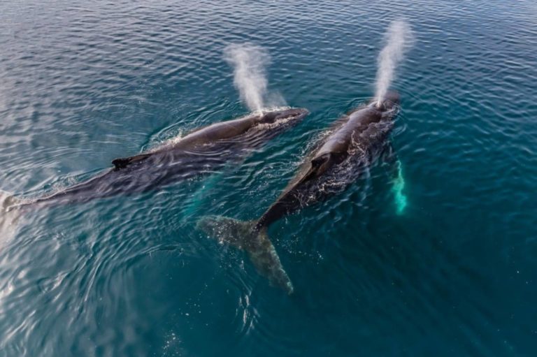 Chant De Baleine à Bosse : Transmission D’1 Région à L’autre