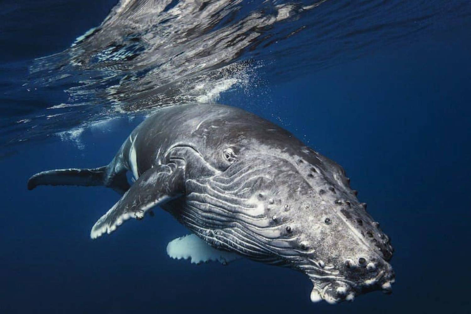 Gros plan baleine à bosse
