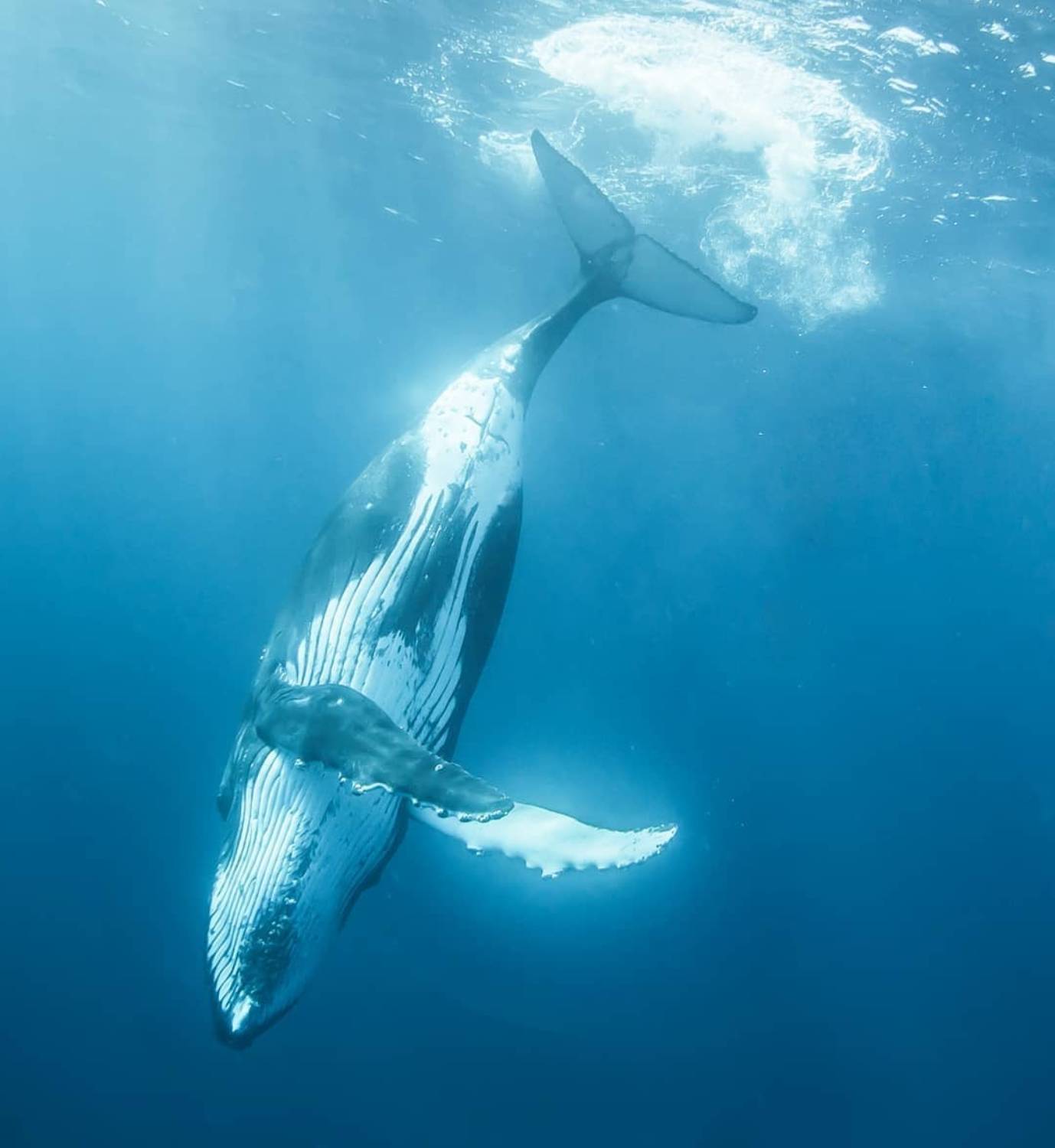 Plongée baleine à bosse