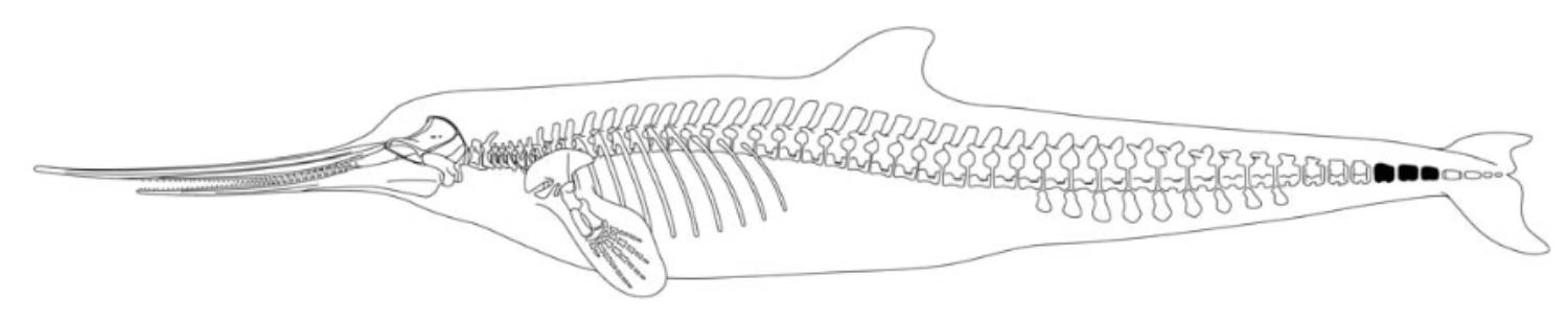 Squelette Xiphiacetus bossi