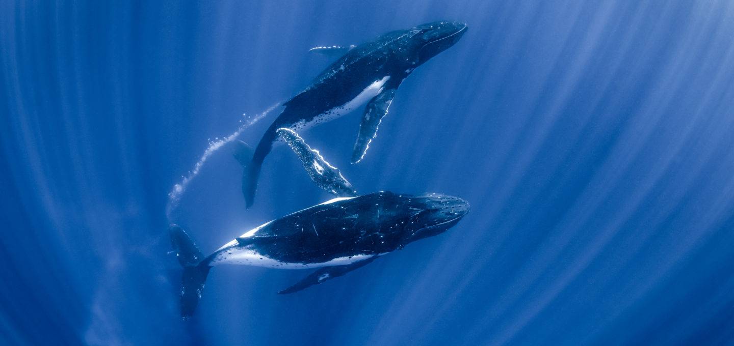 Transmission chant baleine à bosse