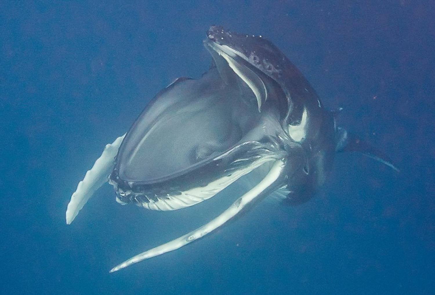 Bouchon oral baleine