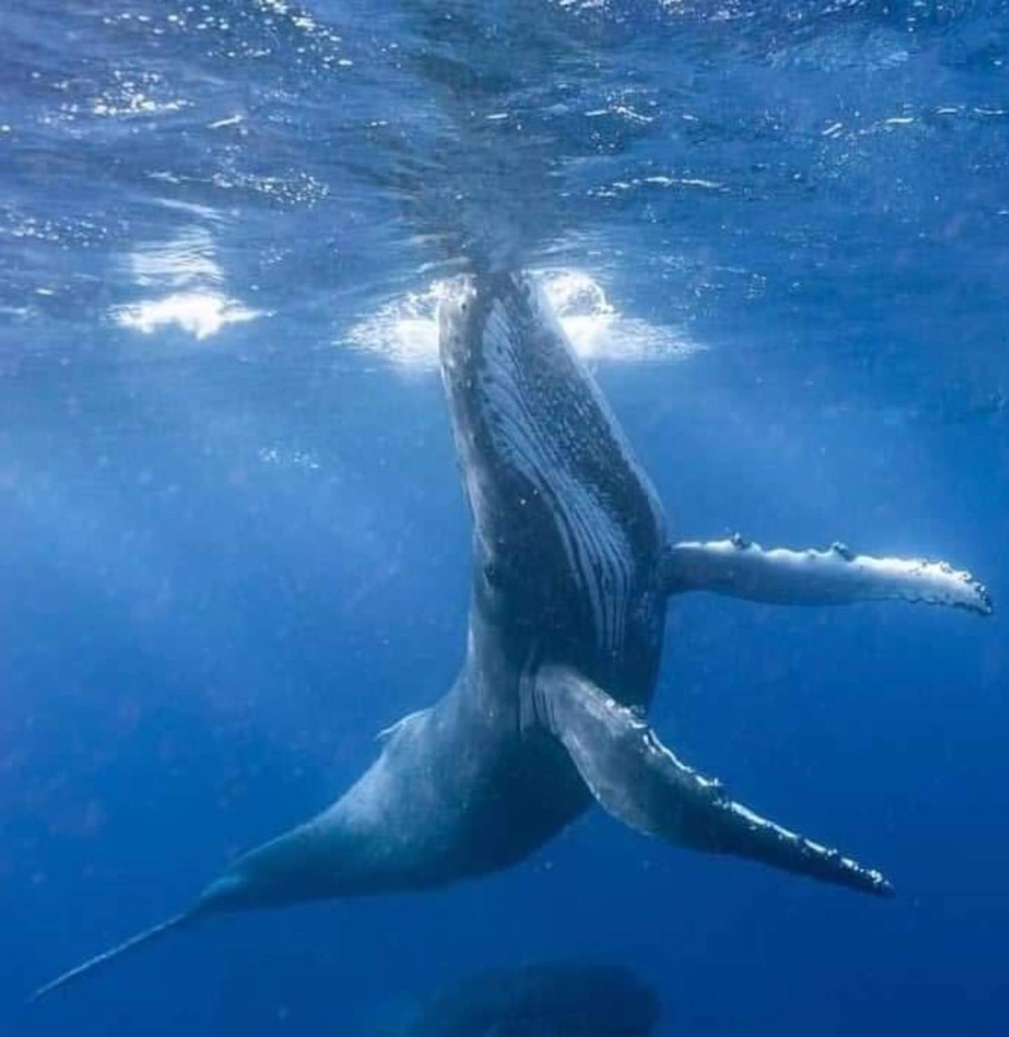 Durée de vie baleine à bosse