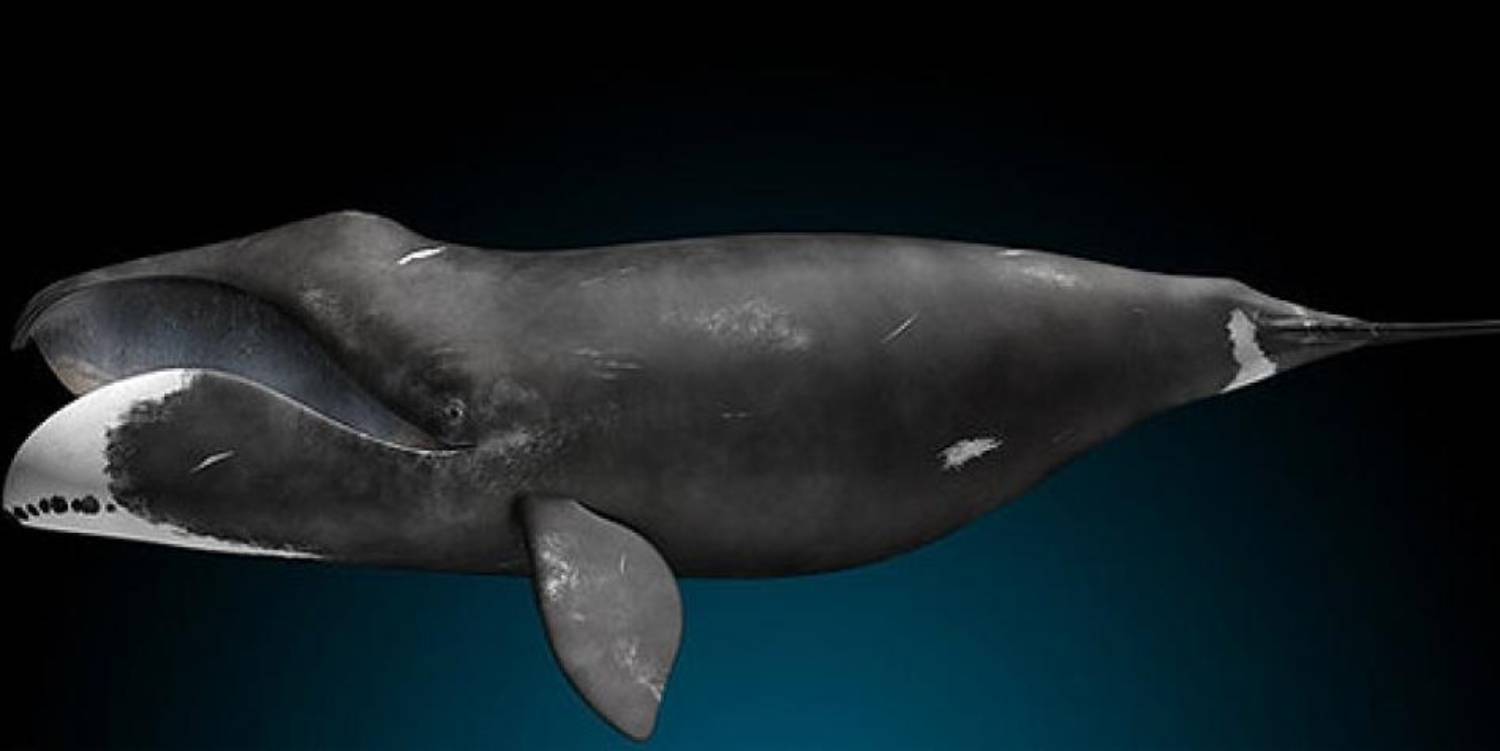 Durée de vie baleine boréale