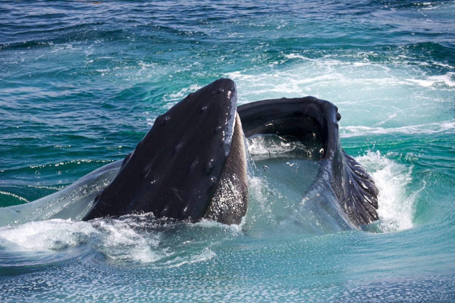 Nourrissage baleine à bosse © Elliot Hazen