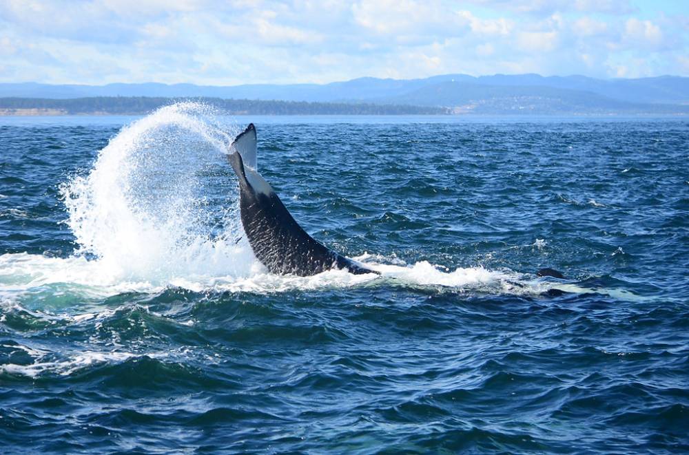 Claquement orque orque résidente du sud