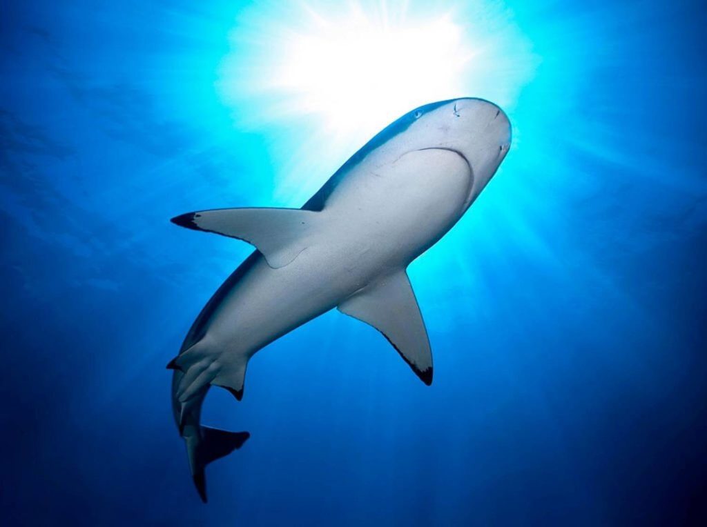 Requin à pointes noires Carcharhinus melanopterus