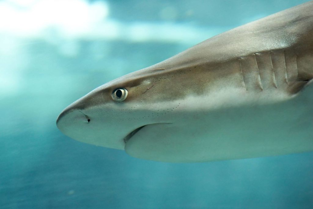 requin-pointes-noires-carcharhinus-melanopterus