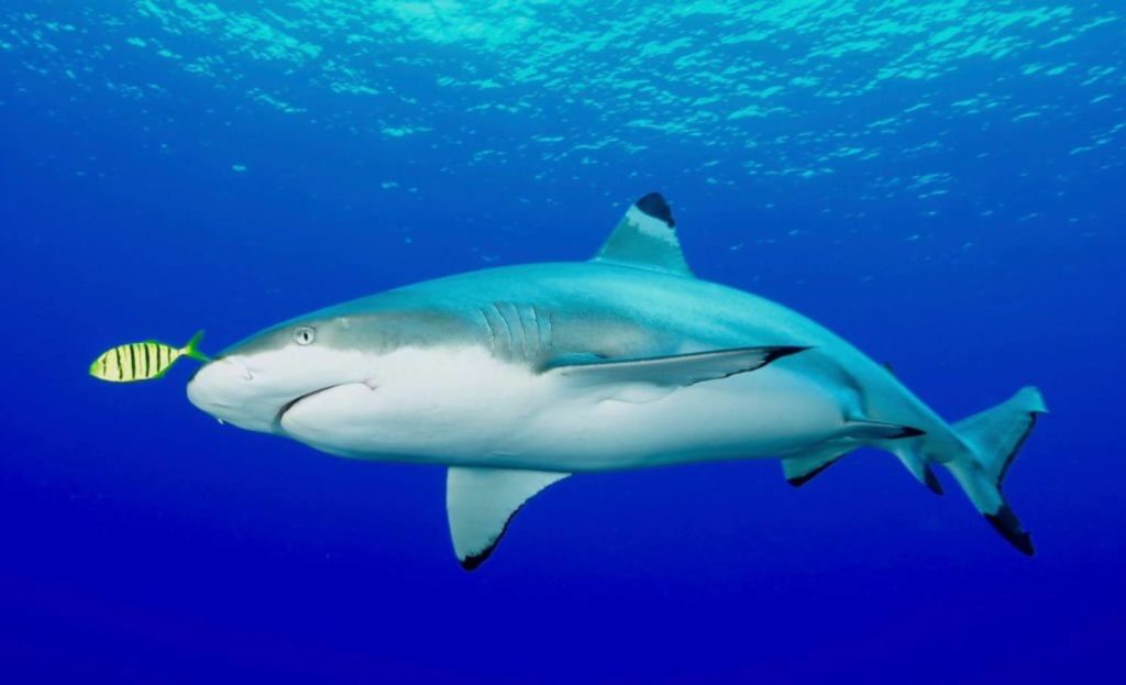 Requin à pointes noires Carcharhinus melanopterus