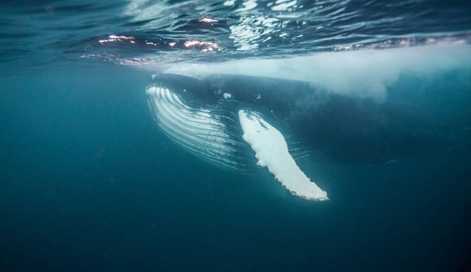 Baleine à bosse Norvège