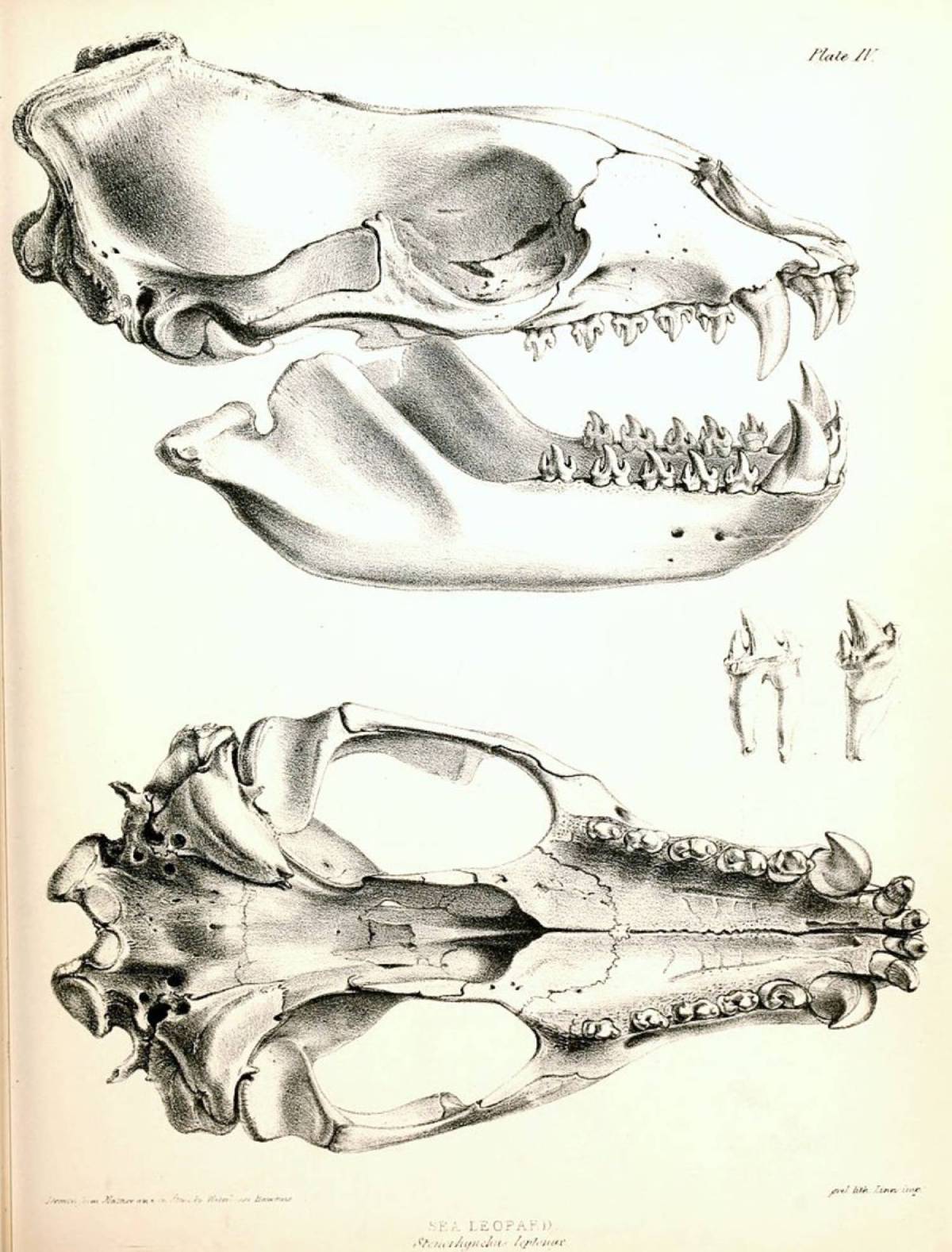 Crâne léopard de mer - Benjamin Waterhouse Hawkins - 1844