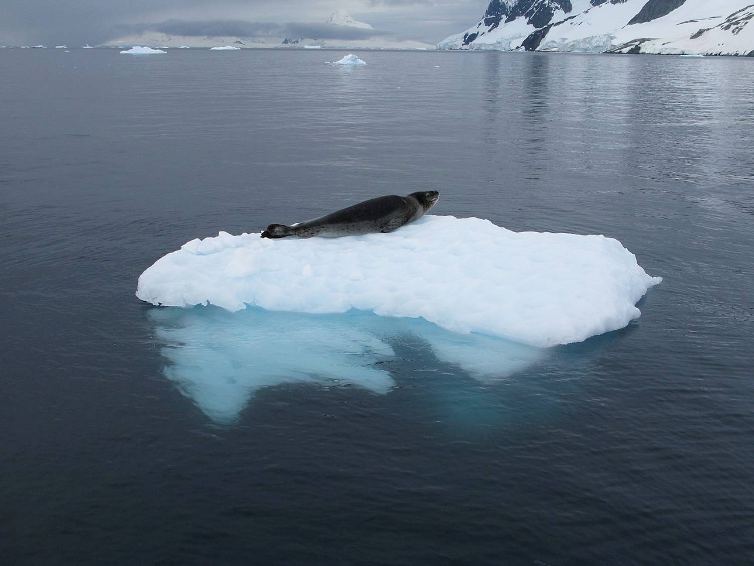 Léopard de mer - chenal Lemaire - péninsule Antarctique