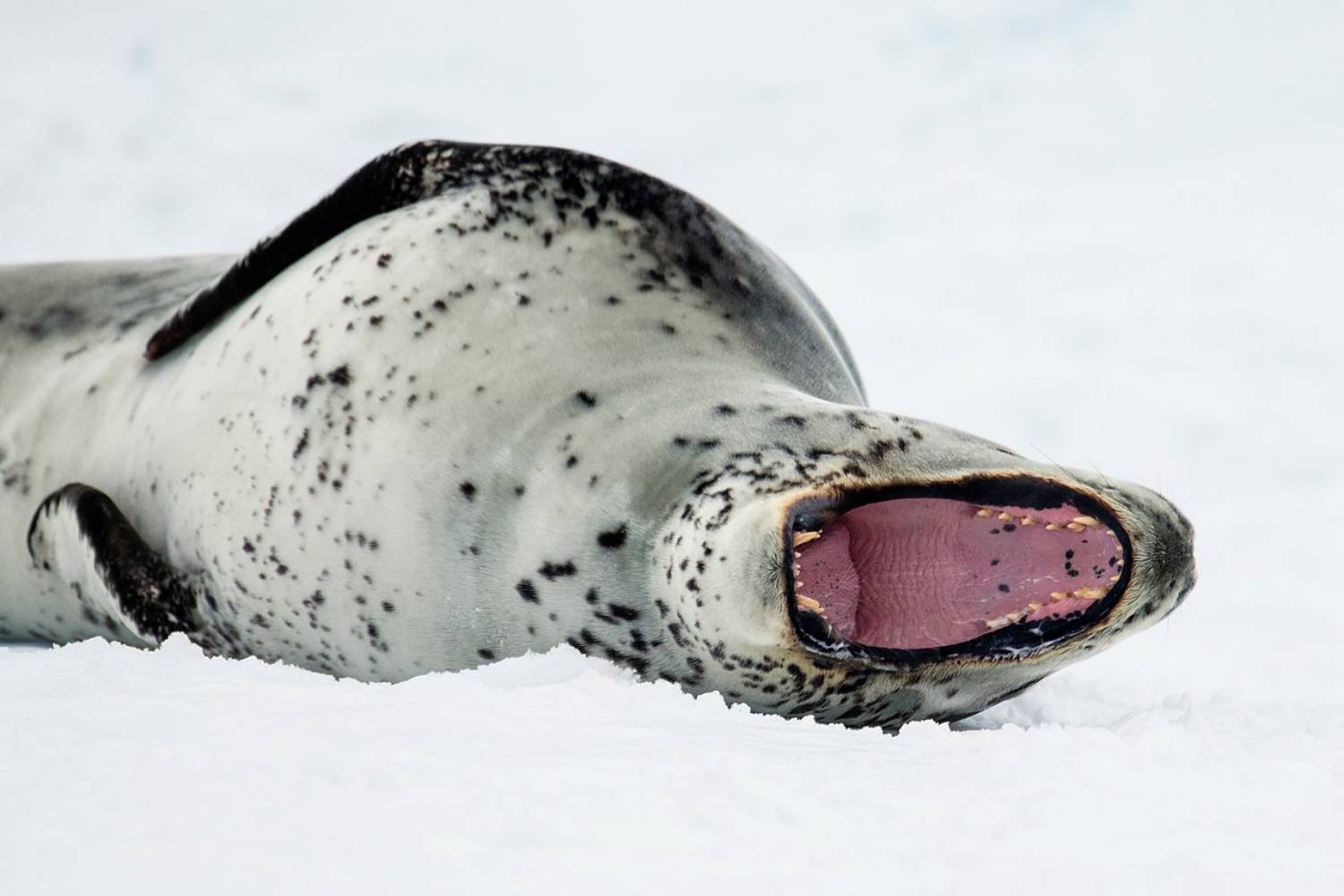 Léopard de mer - détroit Antarctique
