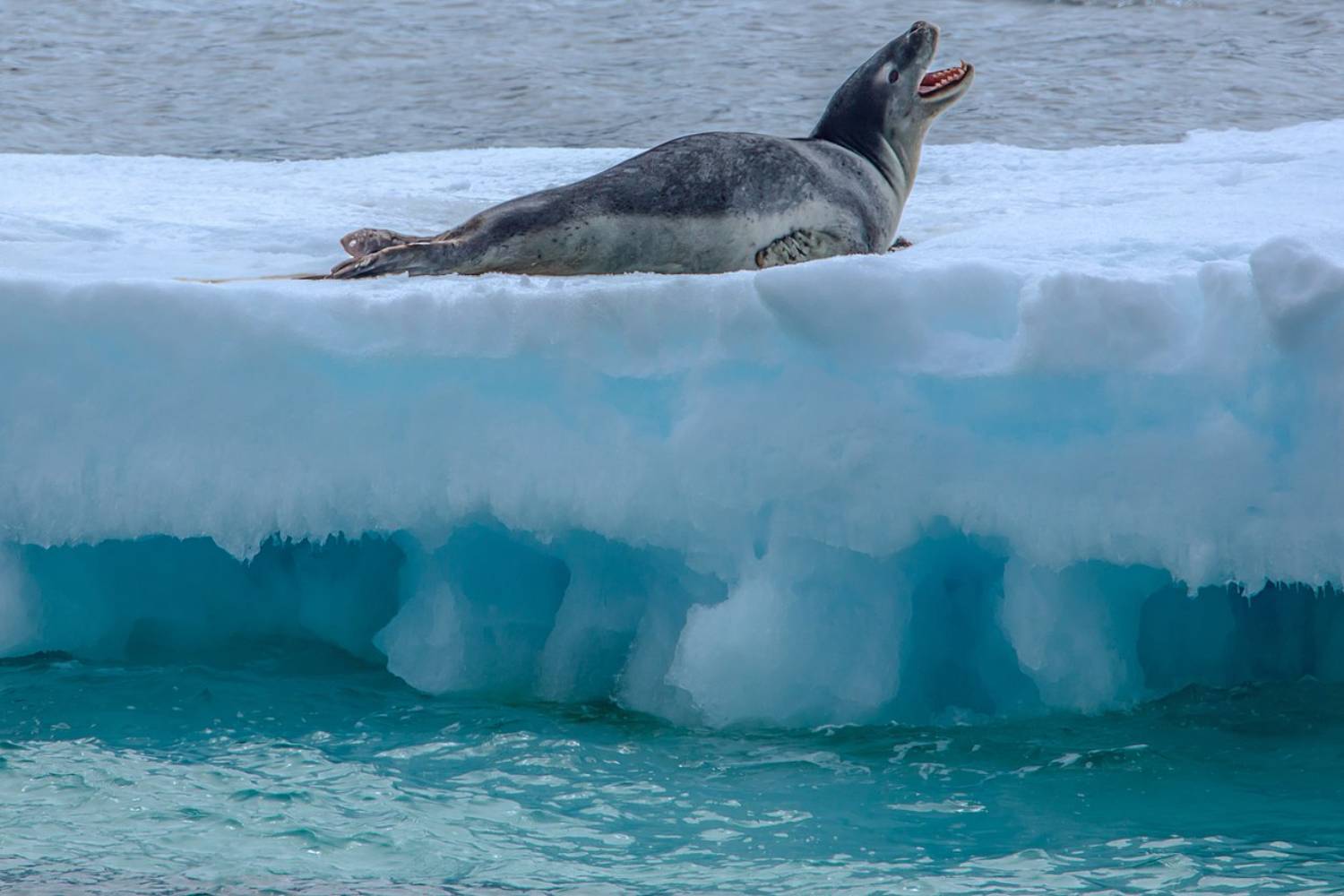 Léopard de mer - île Dundee - péninsule Antarctique