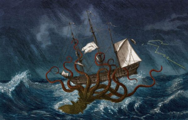 Les 5 plus grandes espèces de calamars au monde