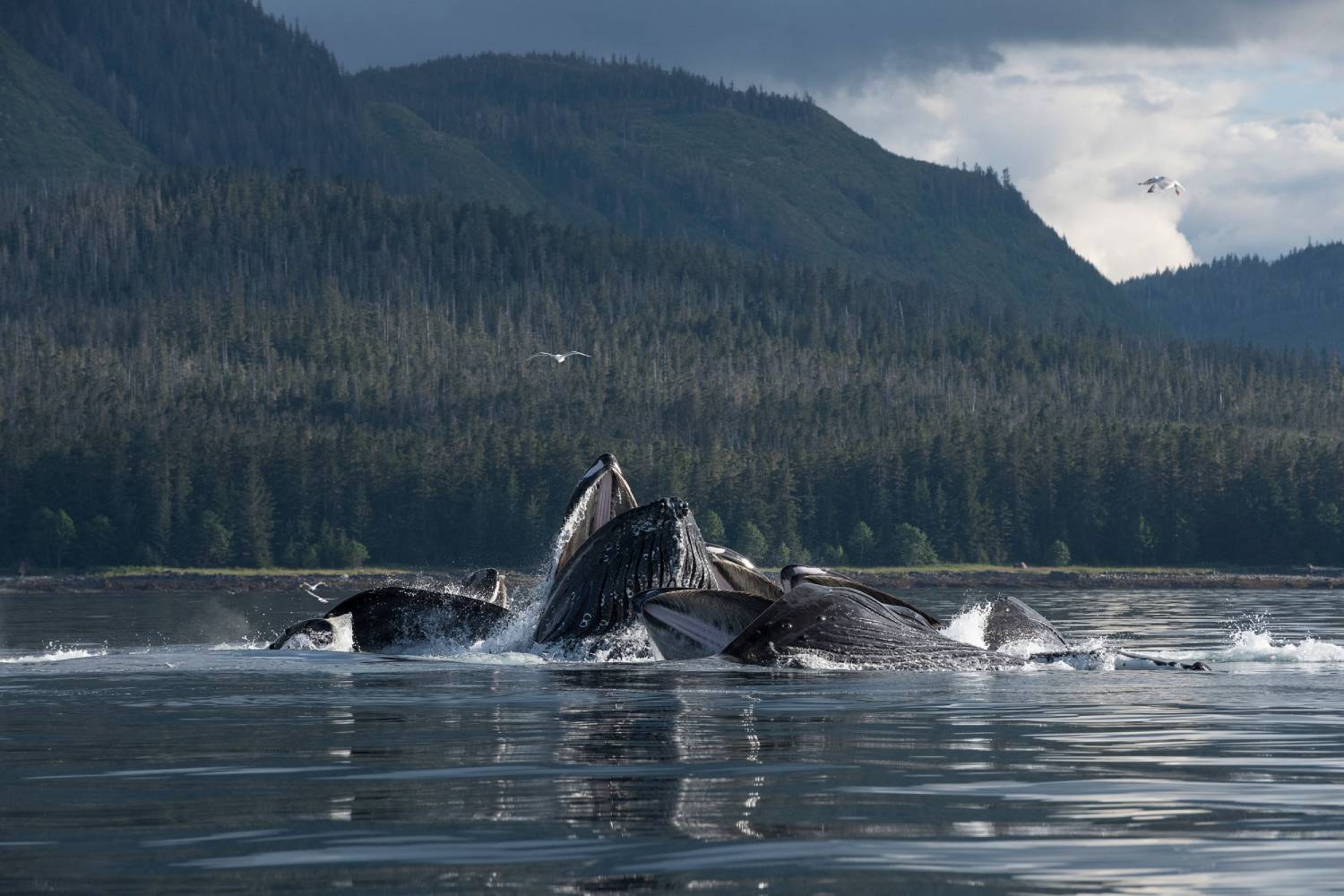 Filet de bulles baleine à bosse © Doug Perrine