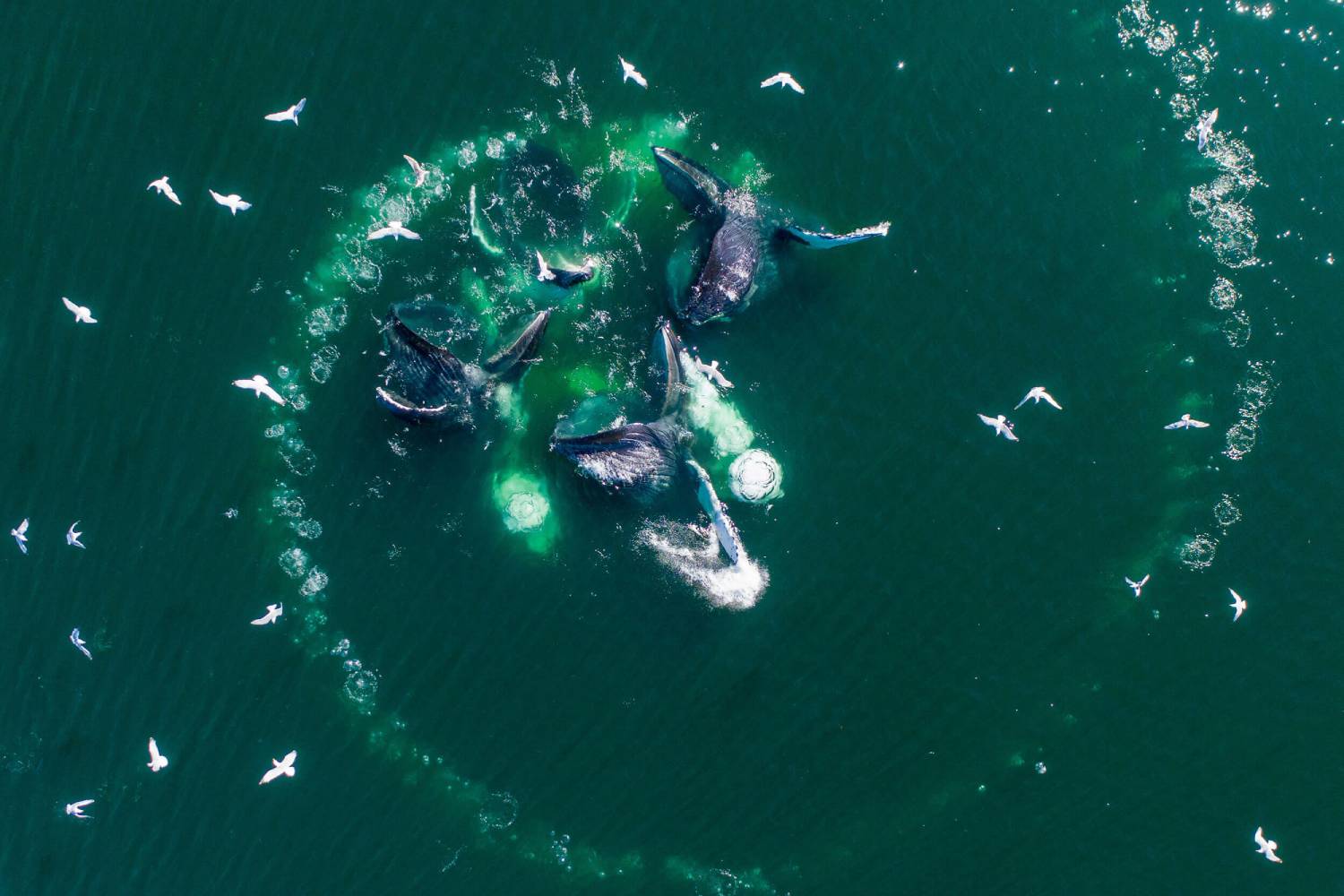 Souffle baleine à bosse © Paul Souders