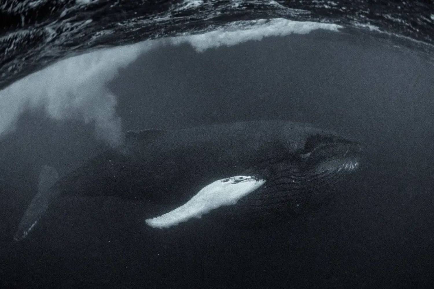 Baleine à bosse Norvège © George Karbus 1