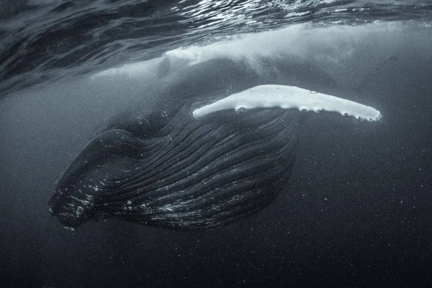 Baleine à bosse Norvège © George Karbus 2