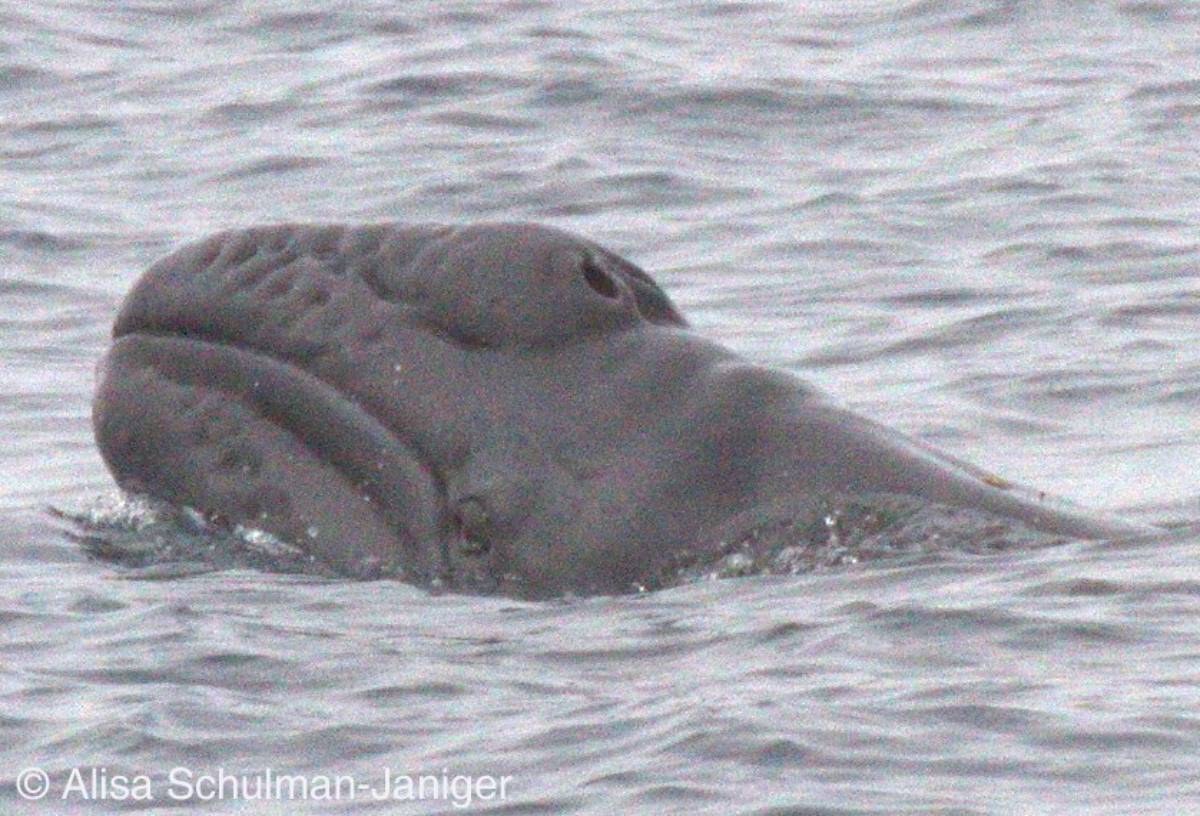 Baleine grise baleineau 3