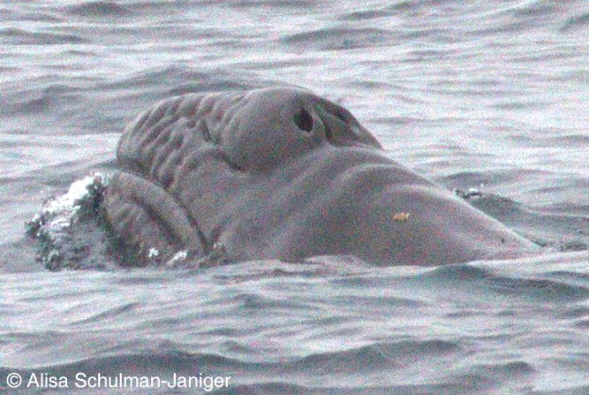 Baleine grise baleineau 4