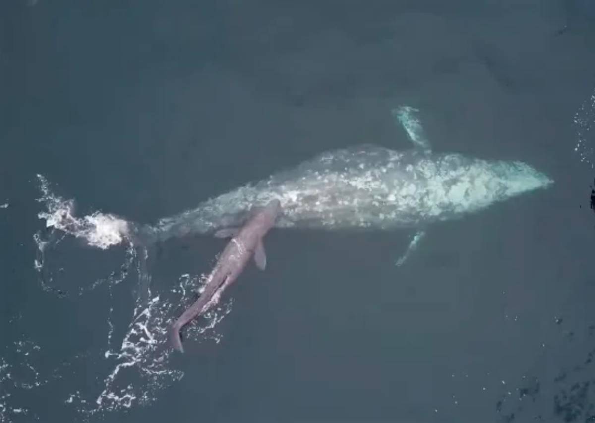 Baleine grise et baleineau