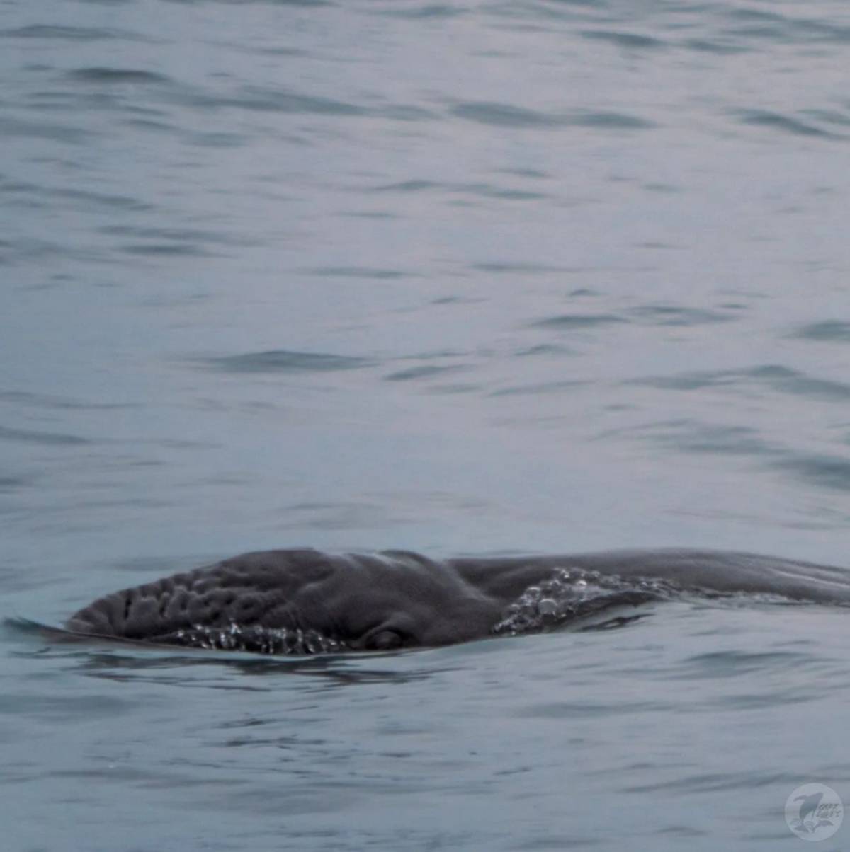 Baleineau baleine grise 3