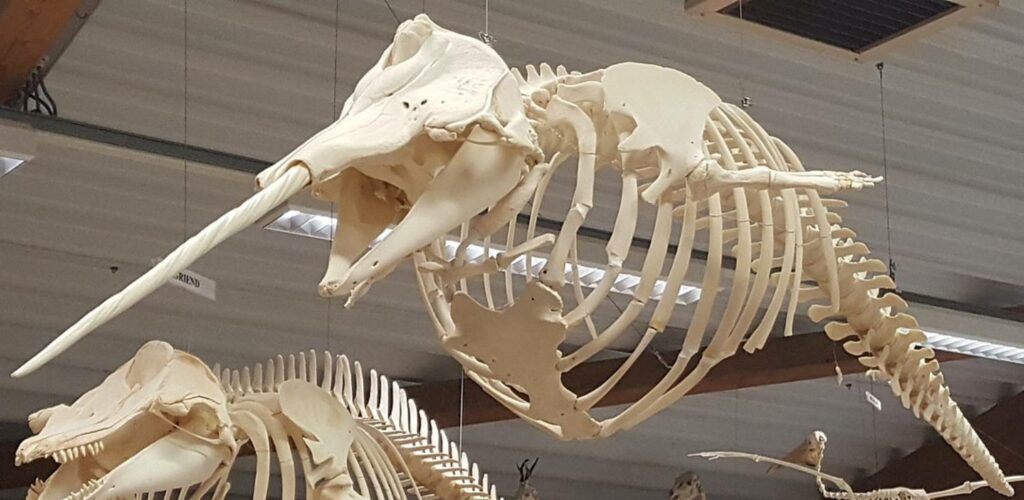 Narval, tout savoir sur Monodon monoceros