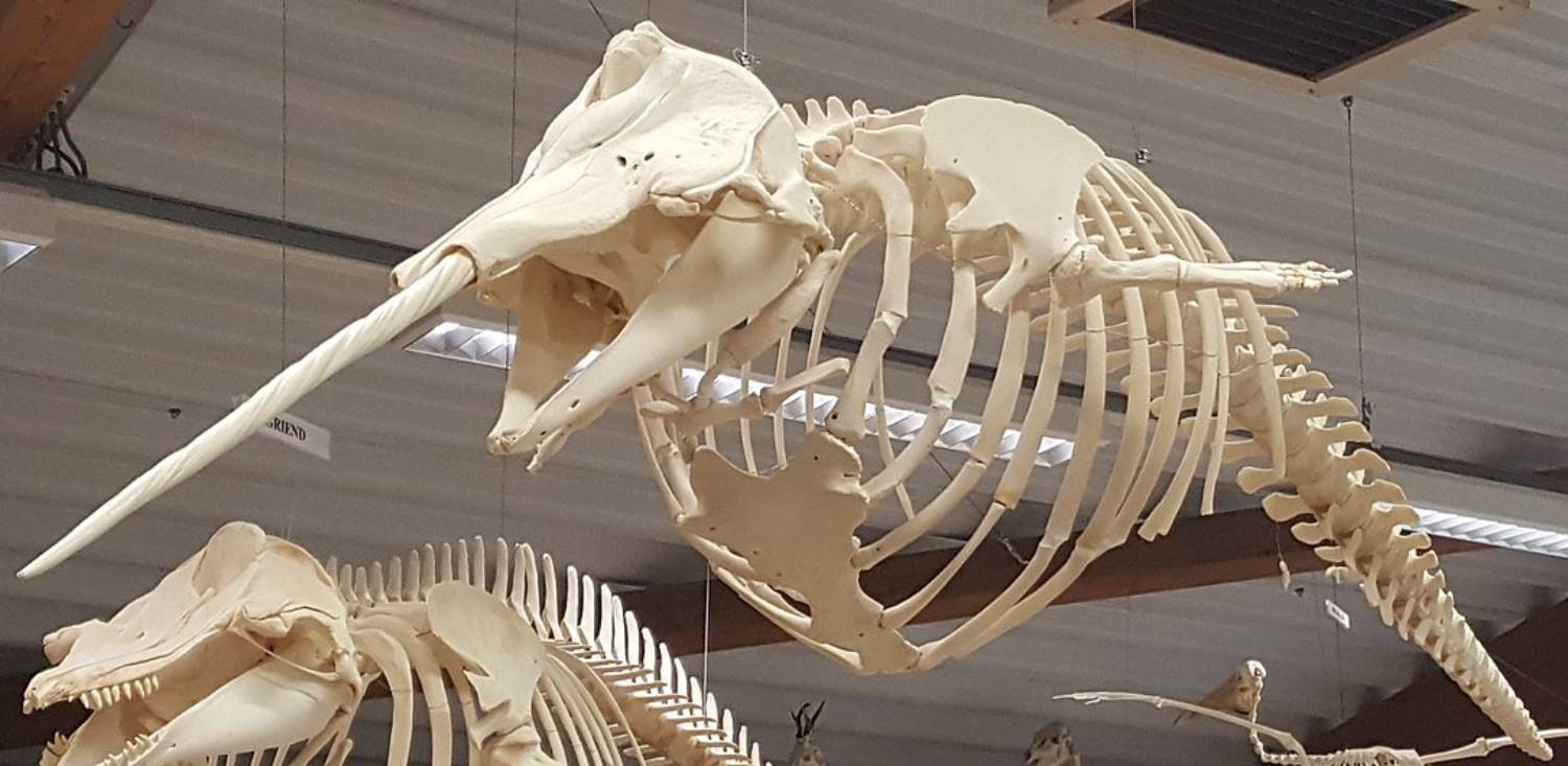 Squelette de narval