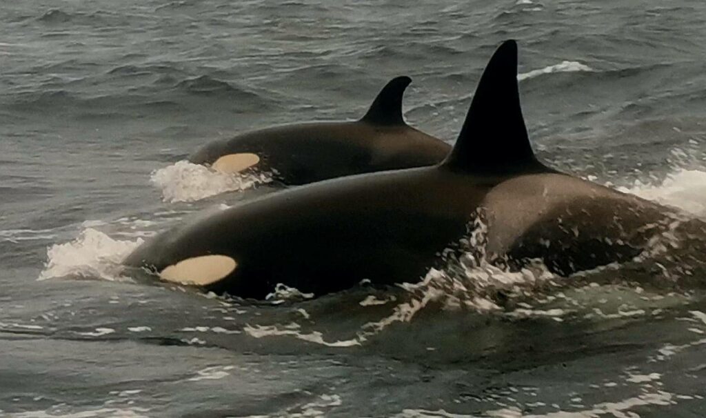 L’orque de Norvège, son mode de vie et sa communication