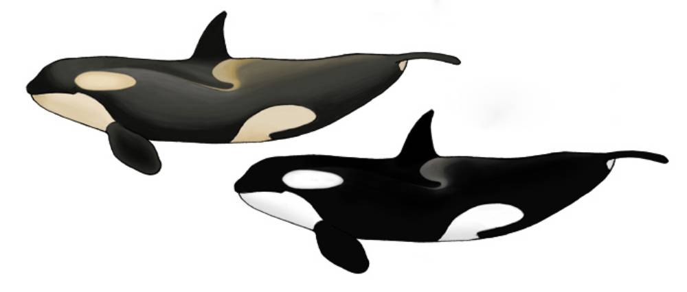 Dessin orques type B