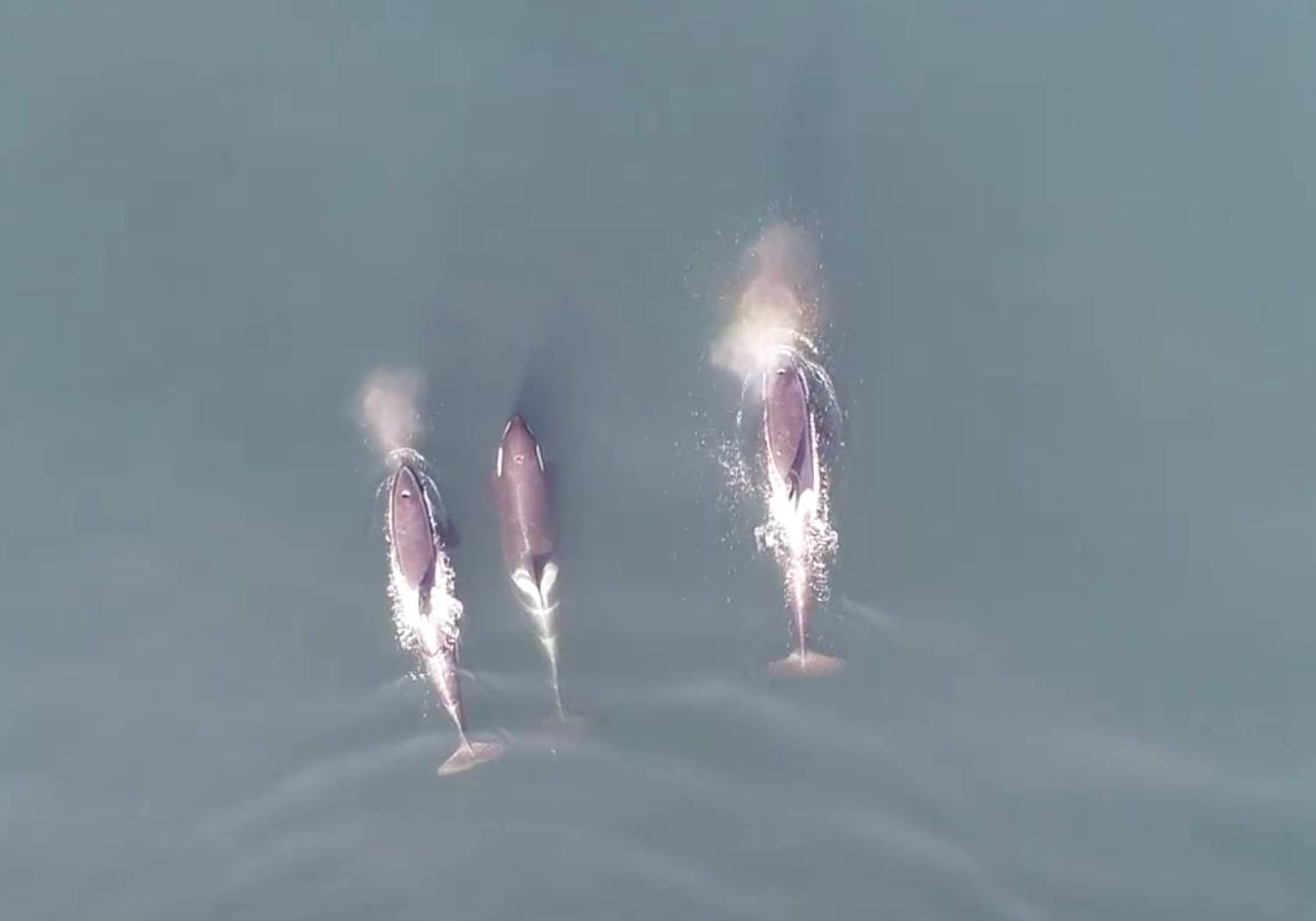 Orques résidentes du sud filmées par drone