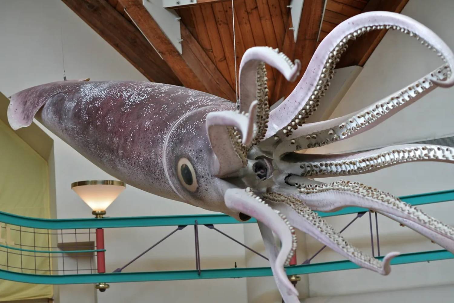 Reconstitution calamar géant