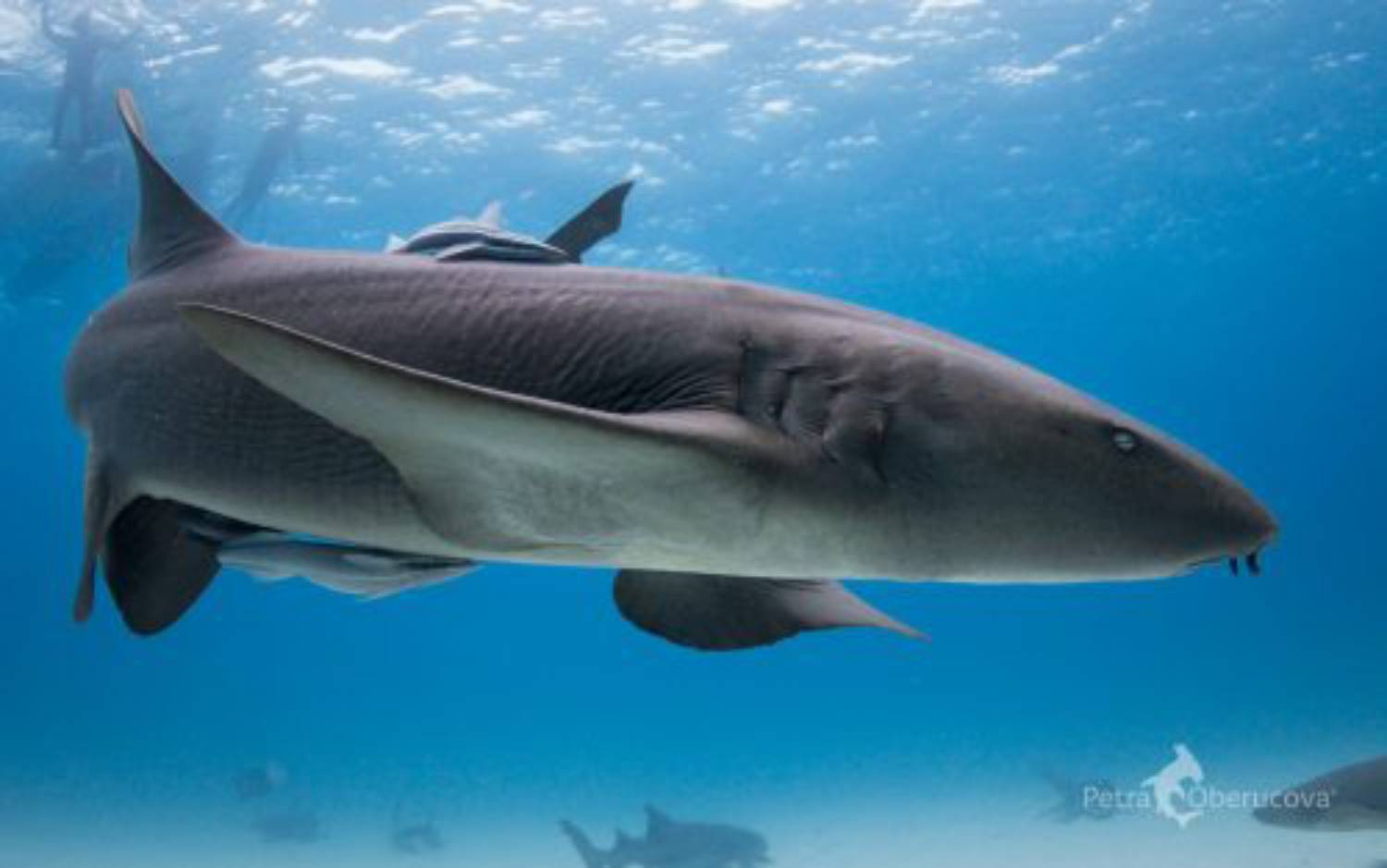 Requin nourrice 19