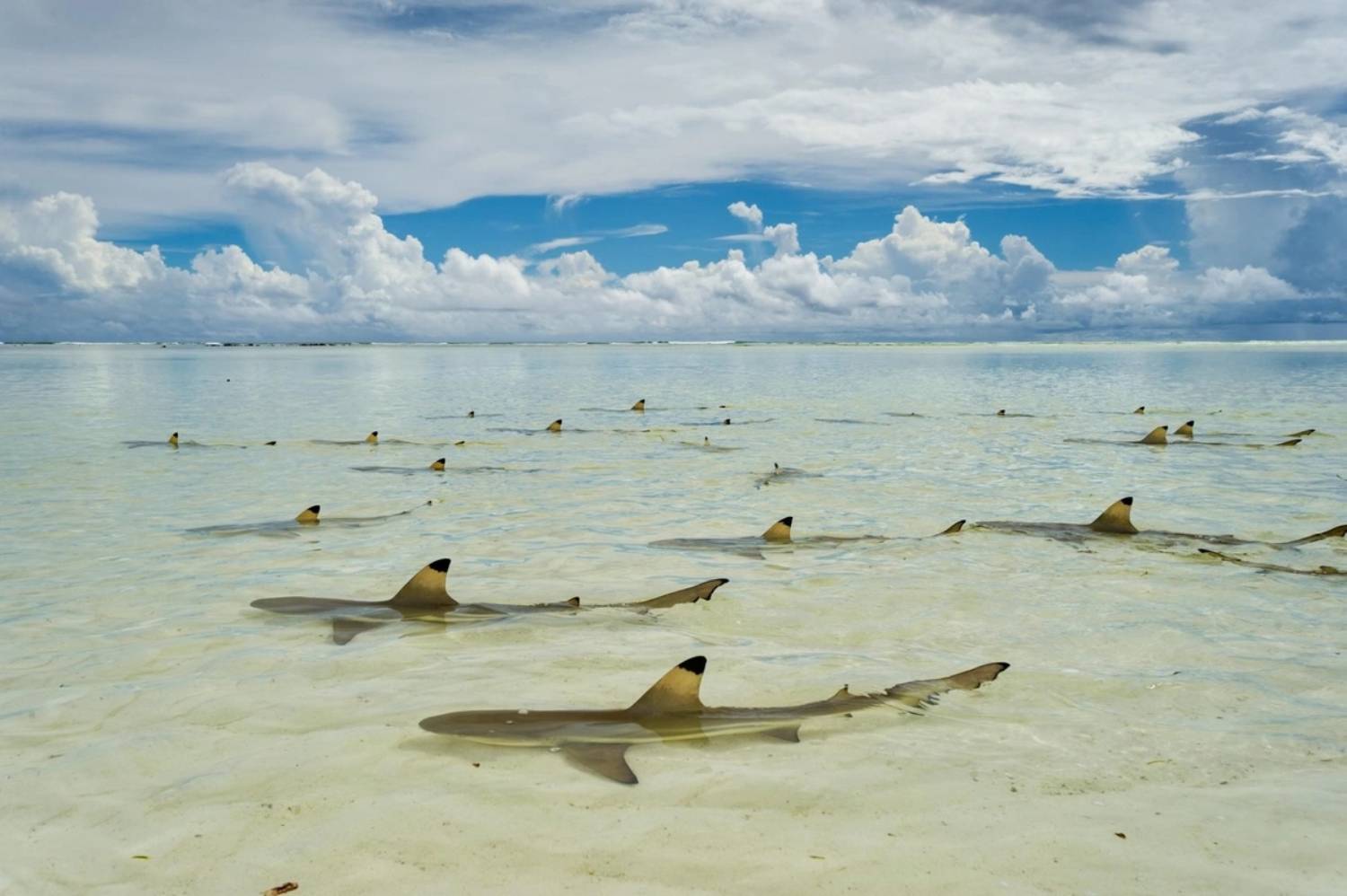 Requin pointes noires dans l'atoll d'Aldabra - Seychelles