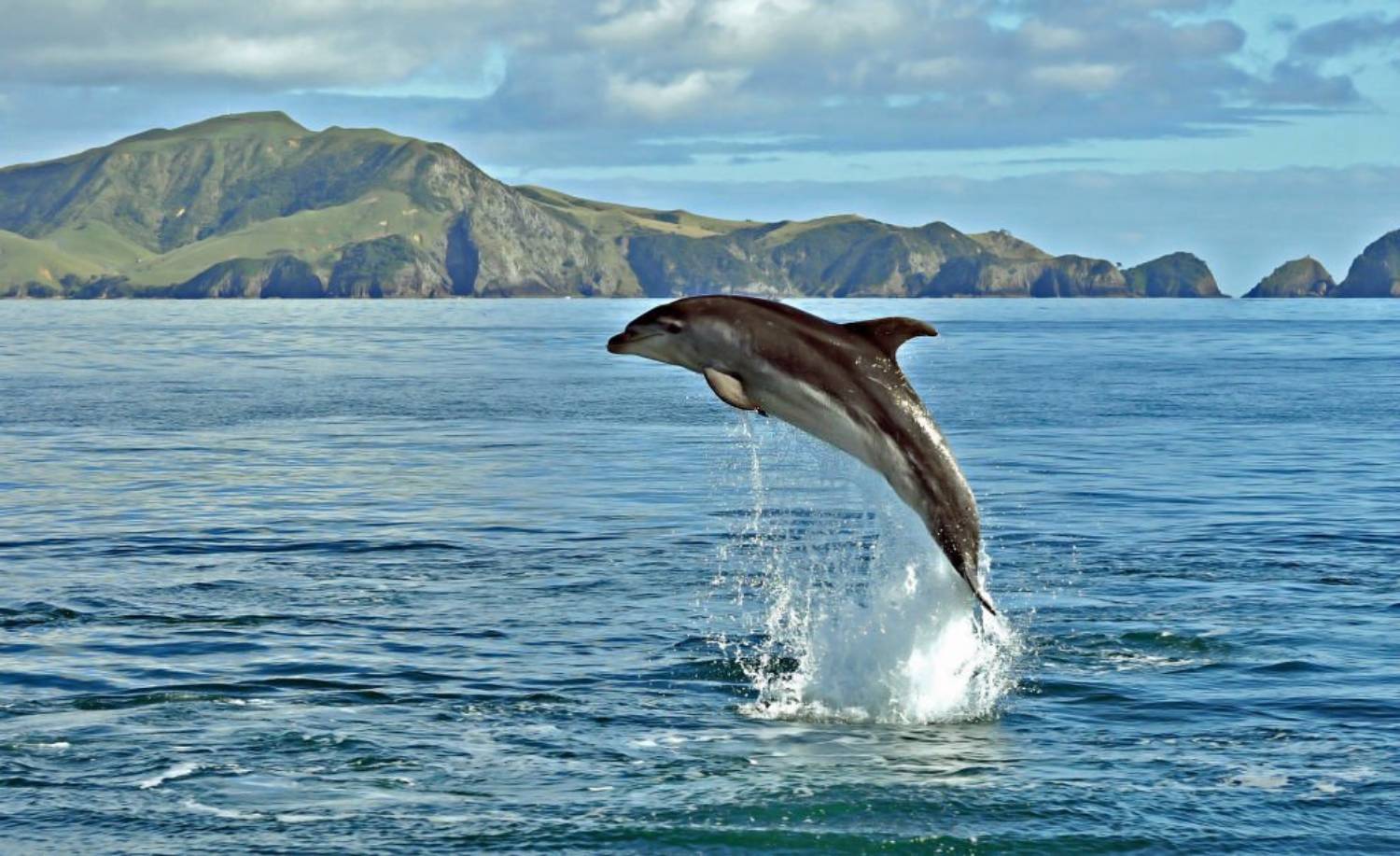Grand dauphin - Nouvelle Zélande