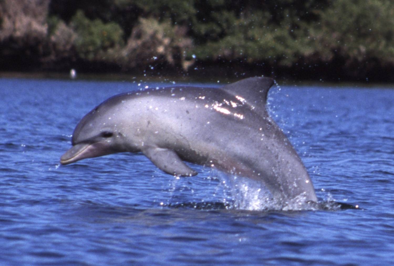 Grand dauphin - Océan Indien