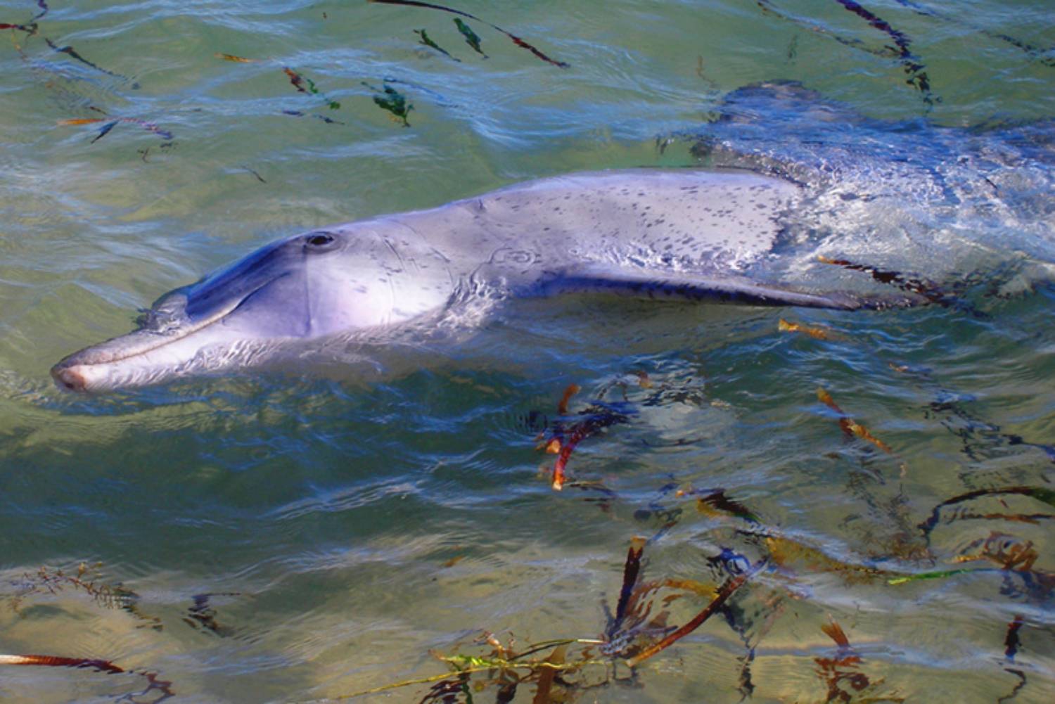 Grand dauphin - Shark Bay