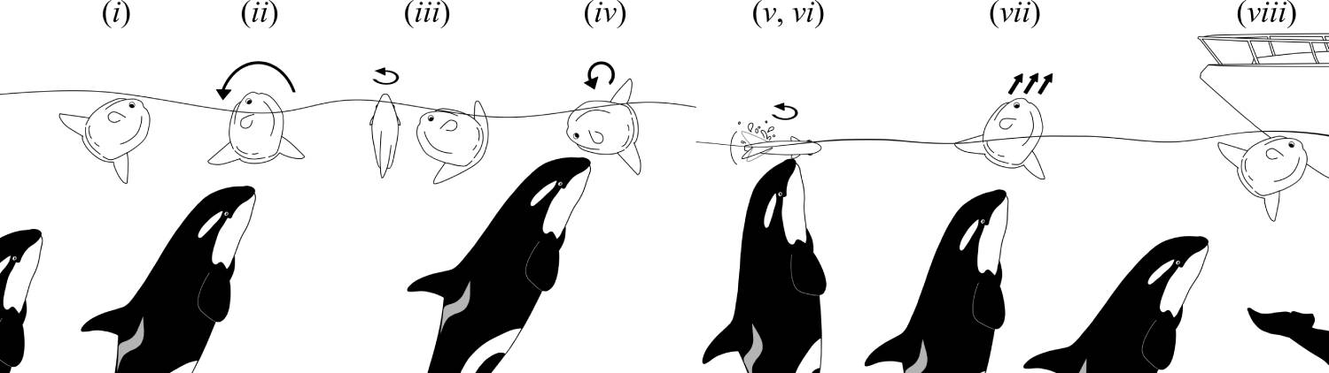 Méthode de chasse de l'orque du poisson lune