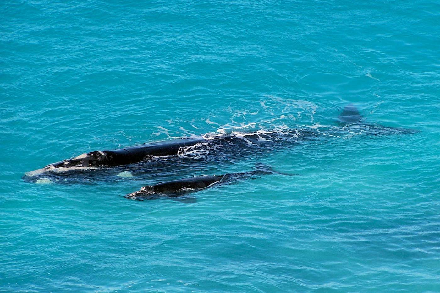 Baleine franche australe © Dave-Harvey
