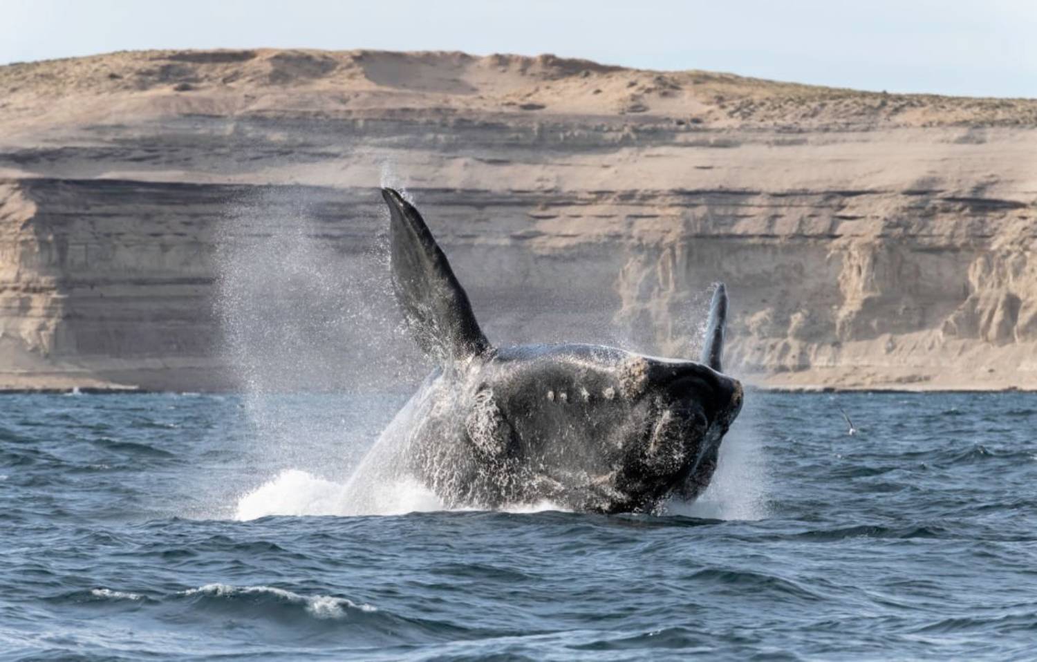 Baleine franche australe 11