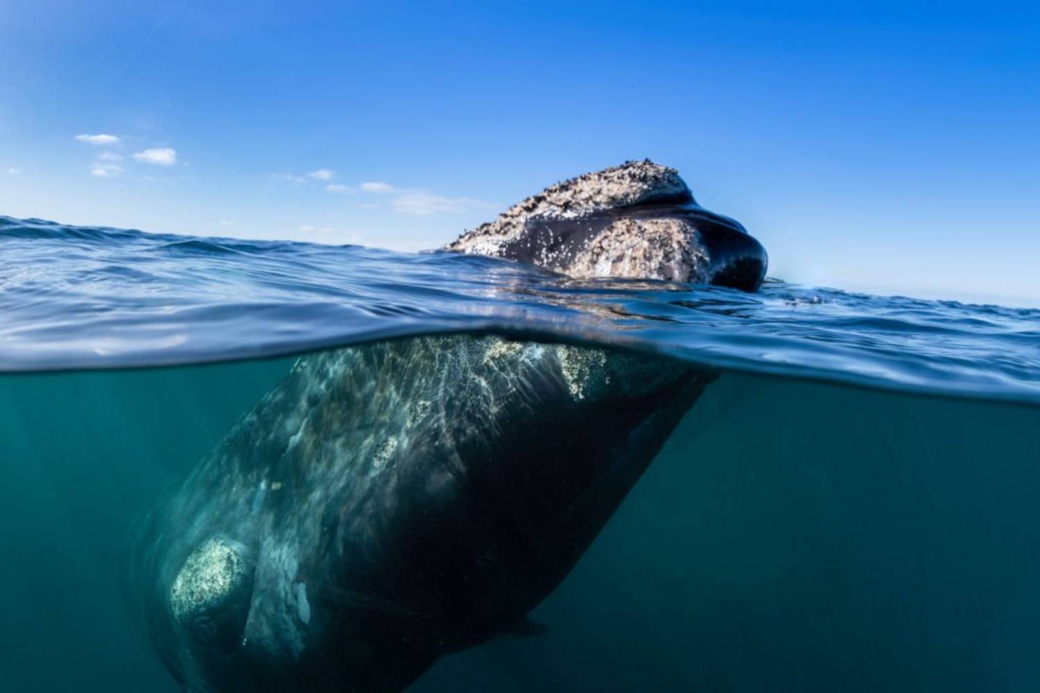 Baleine franche australe 12
