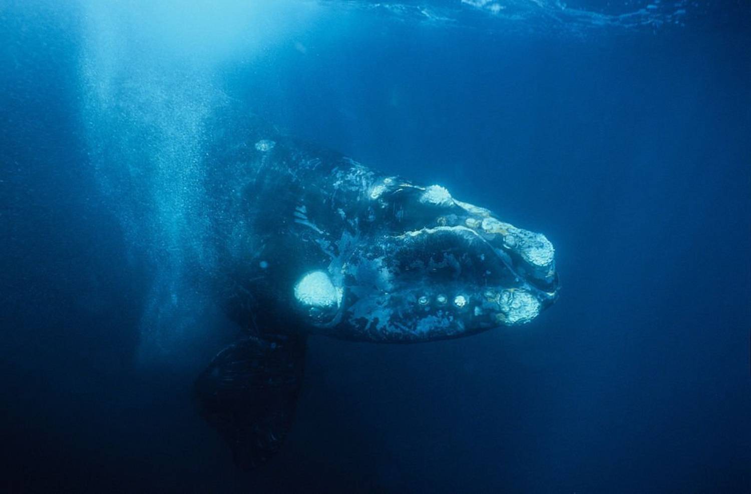 Baleine franche australe 19