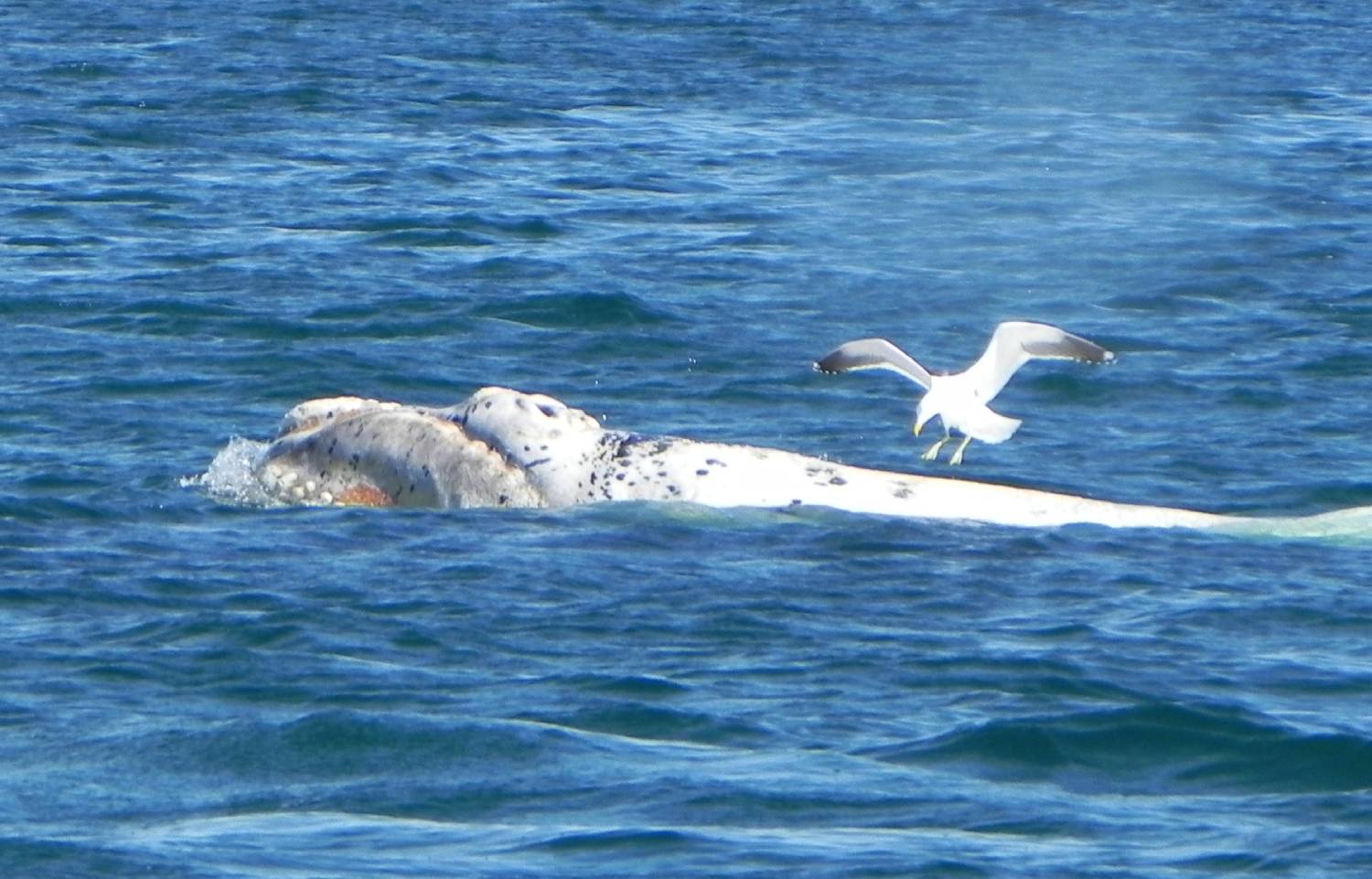 Baleine franche australe 23