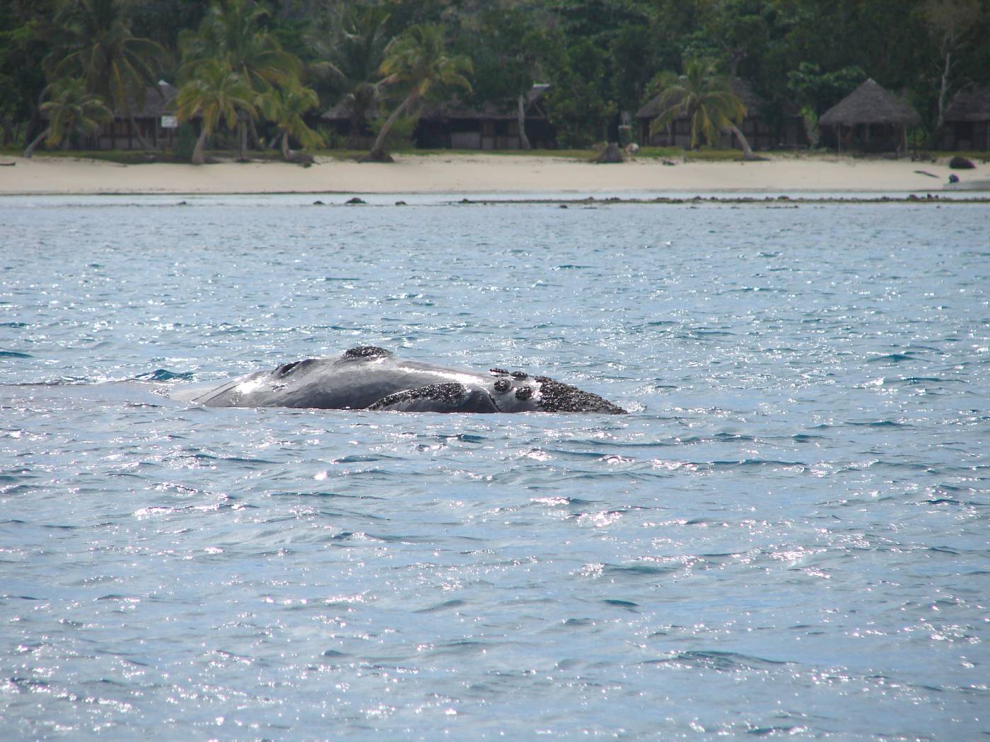 Baleine franche australe 26