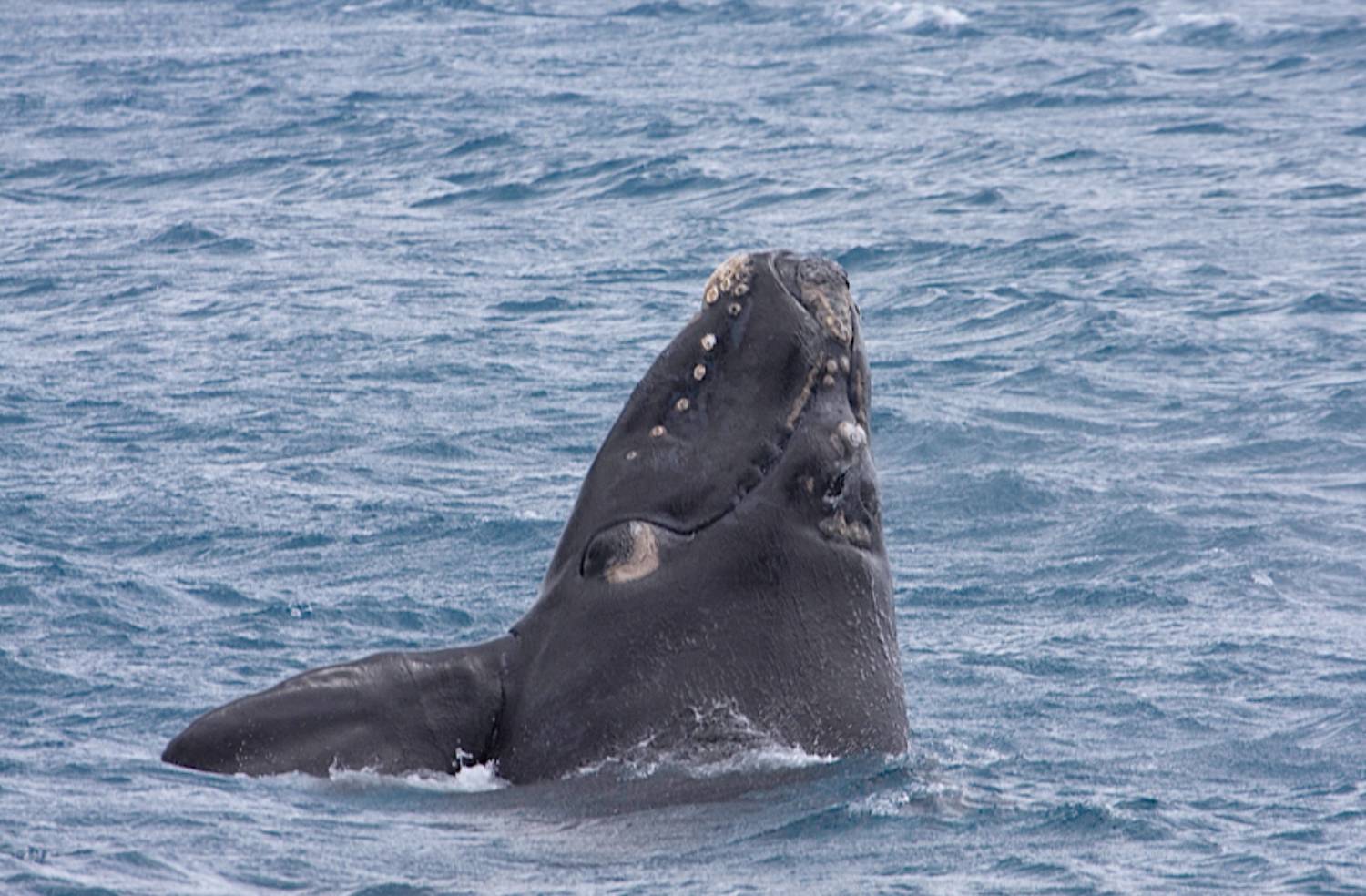 Baleine franche australe 27