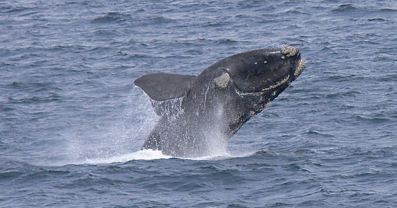 Baleine franche australe 29